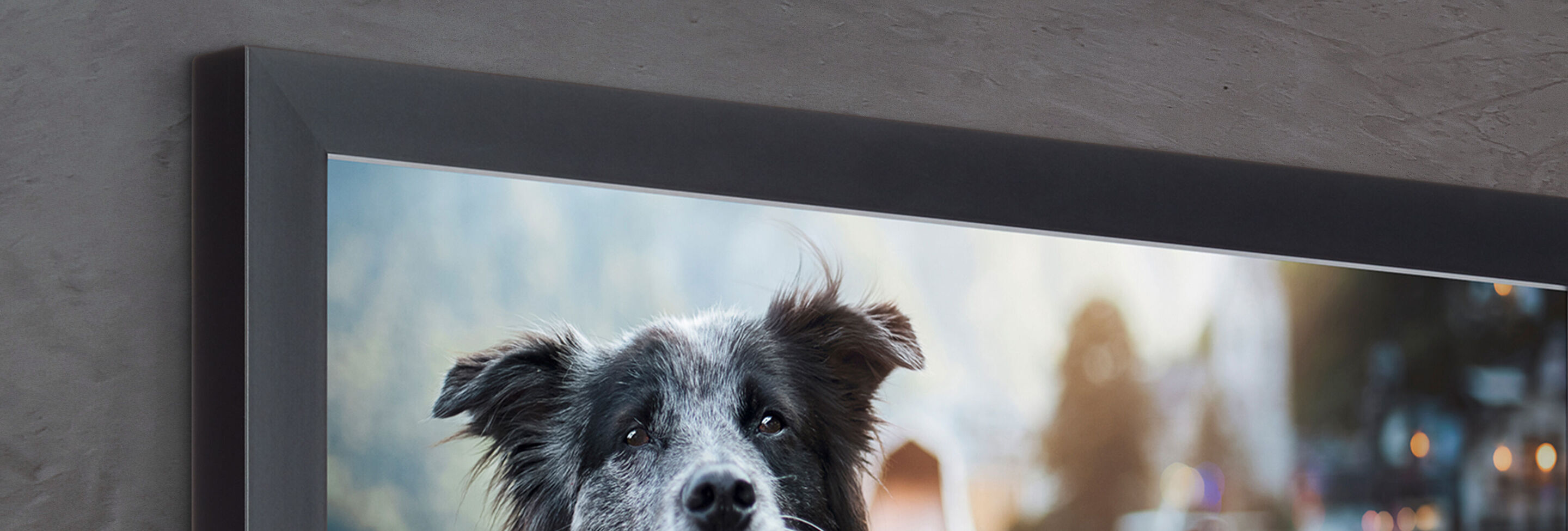 Een liefdevolle Border Collie met zachte ogen op een moderne grijze achtergrond.